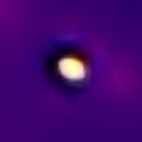 butcherbird-thermal