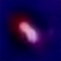 goldenheadedcis-thermal