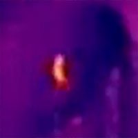 lizard1-thermal