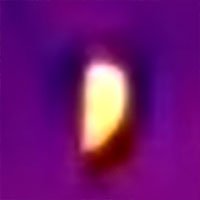 sulphercockatoo-thermal