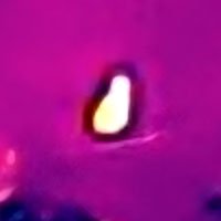 wallaby-thermal
